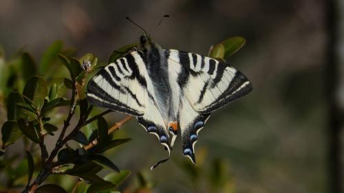 Réf. 226 432 : Iphiclides podalirius